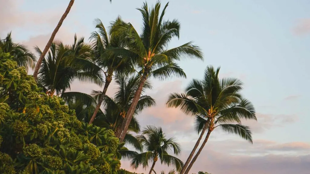 Lush rainforest trees on Kauai